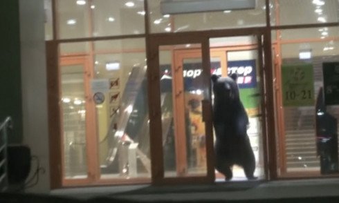 bear
