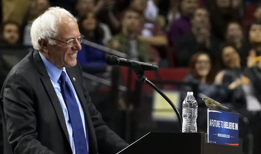 Photo: The sparrow which landed in front of Bernie Sanders at a meeting with the electorate in Portland, Oregon / March 25, 2016