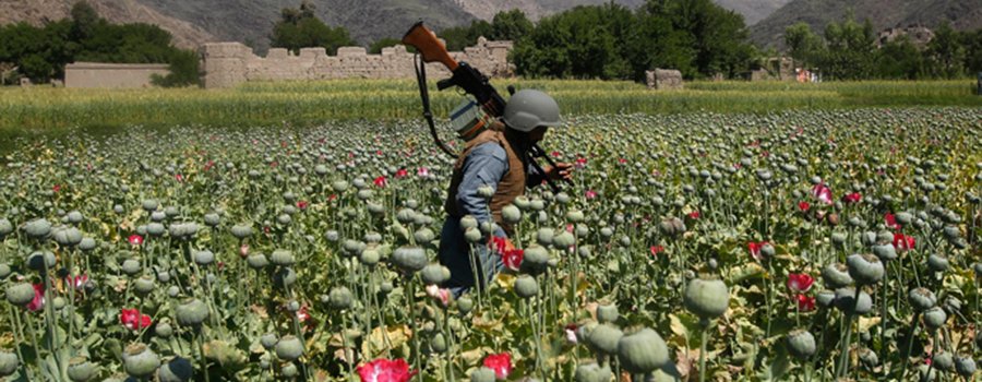 An Afghan policeman destroys poppies during a campaign against narcotics in Kunar province, April 29, 2014 (Reuters / Parwiz) / Reuters