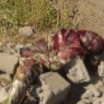 ISIS Terrorists Killed 17 Soldiers, Captured Two Armored Vehicles During Recent Attack In Nigeria (Photos)
