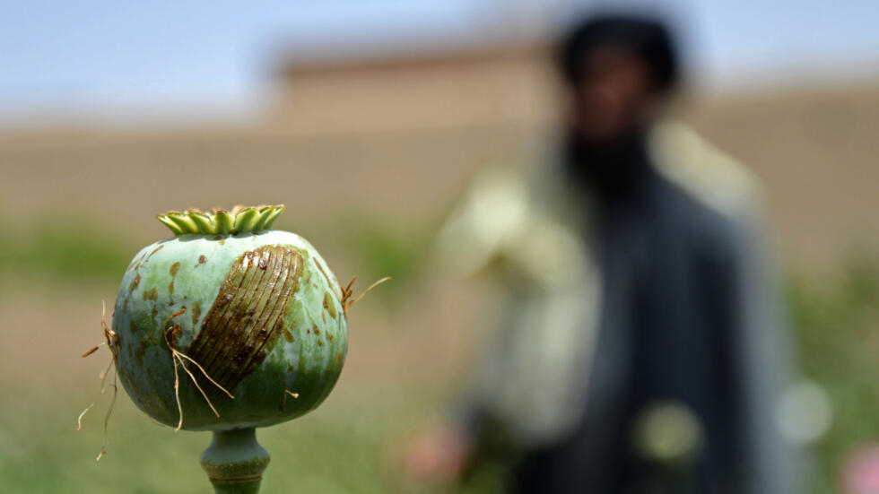 Who Is Better Drug Fighter: US Or Taliban "Terrorists"?